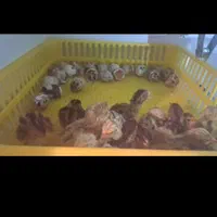 دستگاه جوجه کشی|لوازم جانبی حیوانات|بیرجند, |دیوار