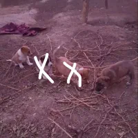 توله های پا کوتاه بازیگوش علامت زده ها نیستن