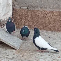 سینه سیاه|پرنده|اهواز, عین ۲|دیوار