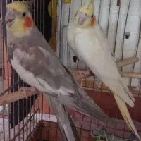 دو عدد عروس هلندی نر و ماده