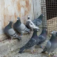 کبوتر پلاکی