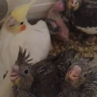 عروس هلندی جوجه و مولد|پرنده|میانه, |دیوار