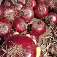 پیاز قرمزهرسین