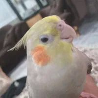 عروس هلندی -بالغ و زیبا هر کدام ۱۲۰۰۰۰۰۰