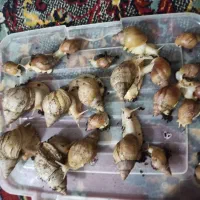 حلزون|خزنده|شیراز, پشم شیشه|دیوار