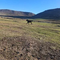 مادیان ۱۸ ماهه لارتی