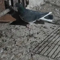 ماده زاغ دم سفید کاکلی|پرنده|کاشان, مصلی|دیوار