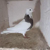 کبوتر|پرنده|بیجار, |دیوار