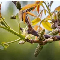 نهال گردو محلی و خوشه ای