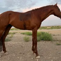 اسب تروبرد