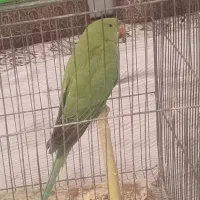 طوطی ملنگو|پرنده|اردکان, |دیوار