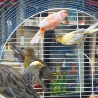 قناری نر شلاقی ماده آماده چمنی  لیزارد سرخ برفکی|پرنده|شهرضا, |دیوار