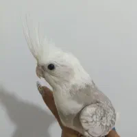 جوجه عروس آلبینو و ایزابلا رنگ خاص