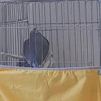 عروس هلندی مولد به شرط|پرنده|محمدیه-قزوین, |دیوار