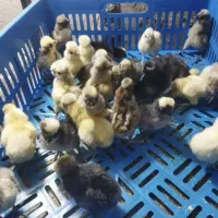 جوجه مرغ خروس کاکلی و گردن لخت یک روزه|حیوانات مزرعه|سیرجان, |دیوار