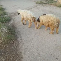 2عددبره