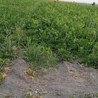 1طناب-زمین-زراعی-با-آب-چاه-عمیق-4ساعت-هفته-ای