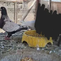 طاوسی درجه یک|پرنده|بندر گناوه, |دیوار