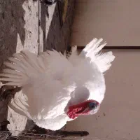 بوقلمون بیوتی اصل