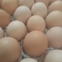 فروش تخم مرغ نطفه دار خوراکی محلی