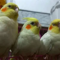 عروس هلندی 3 عدد 3000000