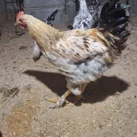 مرغ وخروس گلن و محلی تخم گذار|حیوانات مزرعه|سنندج, |دیوار