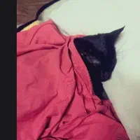 واگذاری کیتی دارکه، گربه ای همدم و دوست داشتنی|گربه|قم, دورشهر|دیوار