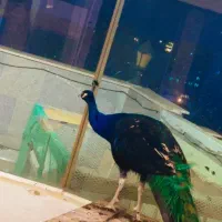 طاووس نر و ماده