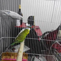 مرغ عشق|پرنده|مشهد, بهارستان|دیوار