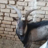 نر آلپاین