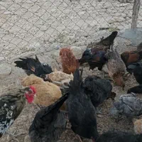 جوجه نر و ماده محلی اصل|حیوانات مزرعه|جم, |دیوار