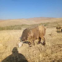 دو رتس شیشک ترکی