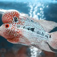 فلاور هورن تایلندی AA