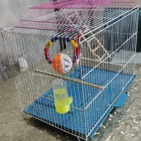 عروس هلندی و قفس|پرنده|سلماس, |دیوار