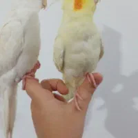 عروس هلندی گمشده