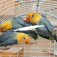 جفت کوتوله عروس گرینچیک قناری ملنگوراهب خروس لاین|پرنده|رشت, پارک شهر|دیوار