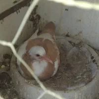 جوجه رایگان