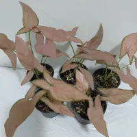 گل سینگینیوم صورتی بال فرشته