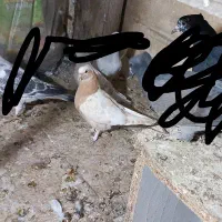 کفتر گم شده