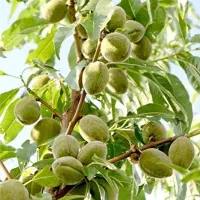 پیش فروش نهال