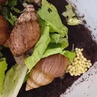 حلزون و خاویار حلزون