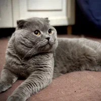 گربه اسکاتیش نر جفت گیری