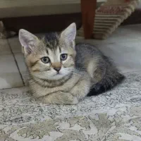گربه