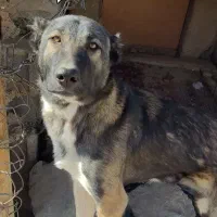 سگ سرابی اصیل|سگ|سنندج, |دیوار