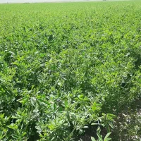 یونجه