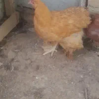 مرغ نژاد دار وتخم گذار