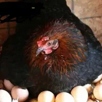 ۳عدد مرغ کوت