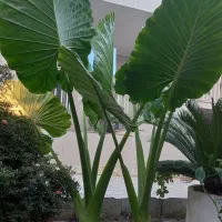 فروش گل بابا آدم