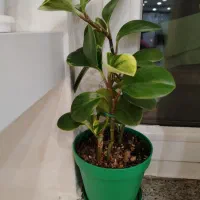 گل و گیاه آپارتمانی