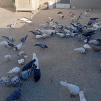 کفتر ضربه و جفتگاه